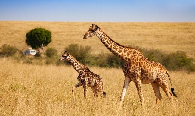 Safaris